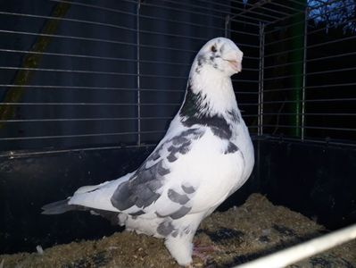 Vandut