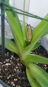 paphiopedilum "philippinense"