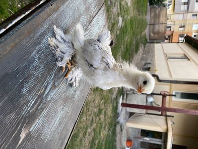 ED82F0AC-58D8-426C-AA3D-571AA83DD8DB