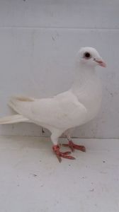 F 2013 vanduta