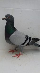 M 2015 Burca vandut