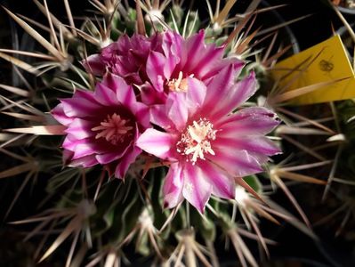 ; Echinofosulocactus violaciflorus detaliu
