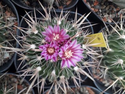 Echinofossulocactus violaciflorus Echinofossulocactus Lobivia aurea v cilindrica