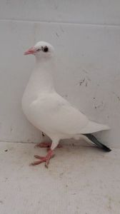 vandut