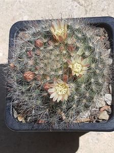 Mammillaria bocasana cu flori galbene