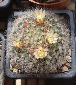 Mammillaria bocasana cu flori galbene