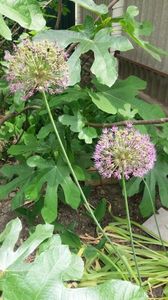 allium "globemaster"- ficus carica; Alliumul a cam... trecut. In aprilie este spectaculos.
