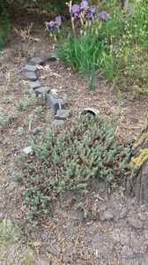 sedum rupestre