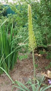 eremurus robustus; Mi-am dorit foarte mult aceasta specie botanica. La mine s-a adaptat mai greu dar odata &quot;stabilizat&quot; infloreste in iunie si este inalt de peste 2m. Foarte spectaculos, o atractie ptr albine
