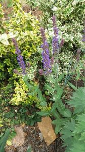 salvia pratensis; Specie botanica salbatica. O atractie ptr ganganiile din biodiversitatea gradinii
