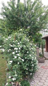 rosa canina(maces); Imi place macesul primavara, vara, toamna si iarna. S-a stabilizat foarte greu la mine(2 ani). Butasul a fost cumparat in 2016 si a stagnat un an. Nu este rozul intens de pe cutia butasului dar este o
