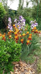 iris germanica mix