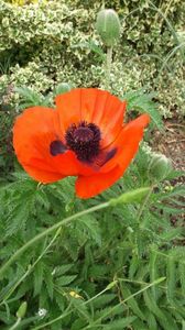 papaver orientale; Este un mac peren(spre deosebire de cele de camp, care sunt anuale)
