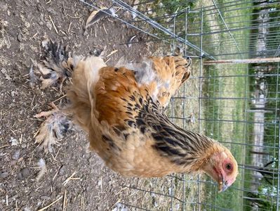 2A13FA88-F5D3-443D-9E0A-DC253E8721FD