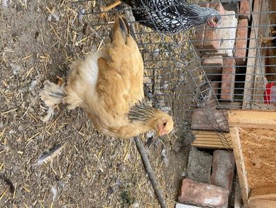 9AFAA51B-5C3D-4A0E-B737-576451431E65