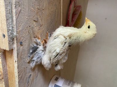 31FDF5C3-63C2-4126-87E0-8E2378BA5109