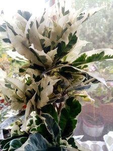 Codiaeum variegat. (croton)
