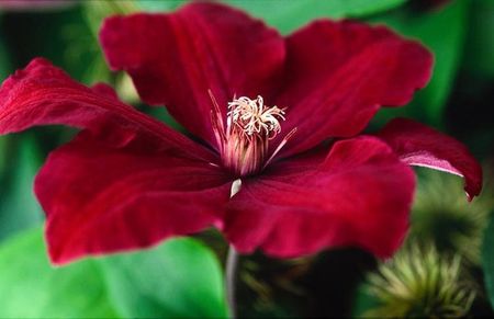 Clematis Rouge Cardinal 059364C7 _