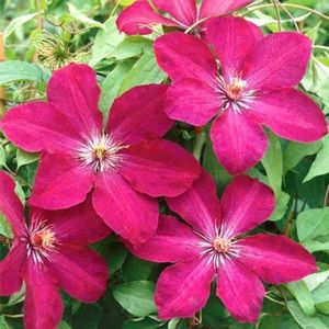 clematis-rouge-cardinal1