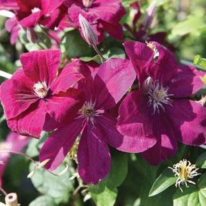 clematis-rouge-cardinal2