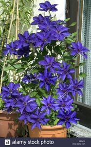 clematis-the-president-X60M76