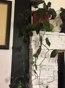 26; philodendron hederaceum Micans
