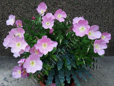 Oenothera speciosa si Sedum sieboldii.