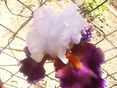 P1360107