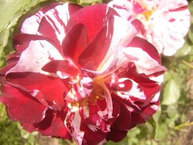 P1360233