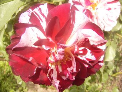 P1360234