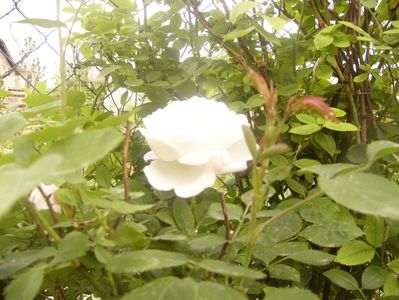 P1360313