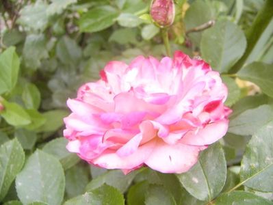 P1360329