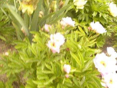 P1360426