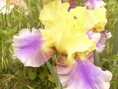 P1360515