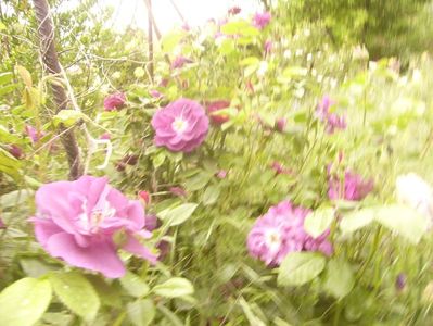 P1360519
