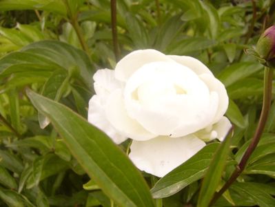 P1360523