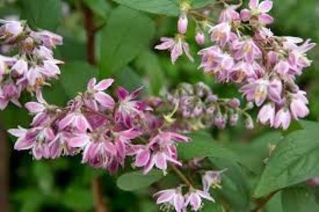 deutzia strawbery fields