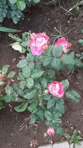 IMG-20200522-WA0049