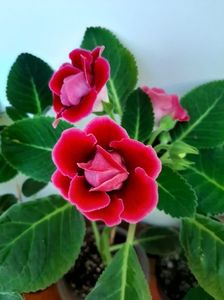 IMG-20200523-WA0004