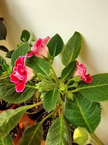 IMG-20200523-WA0006