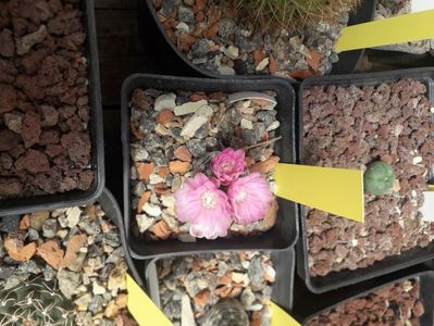 Gymnocalycium bruchii