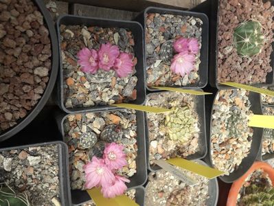 Gymnocalycium bruchii