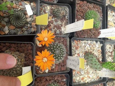 Rebutia flavistila flori portocalii