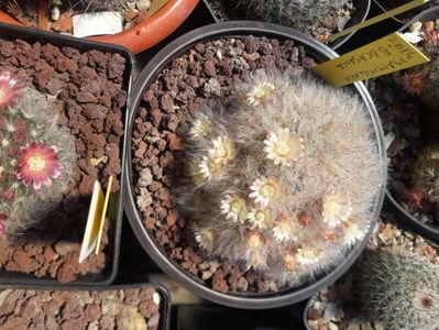 Mammillaria bocasana