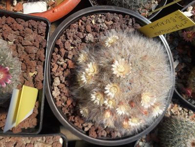 Mammillaria bocasana