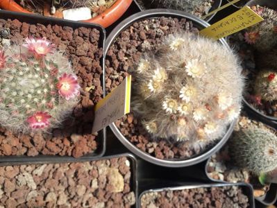 Mammillaria bocasana grup