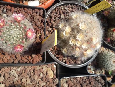 Mammillaria bocasana grup