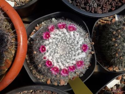 Mammillaria sp