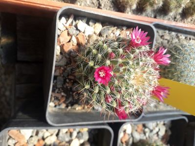 Mammillaria zeilmaniana