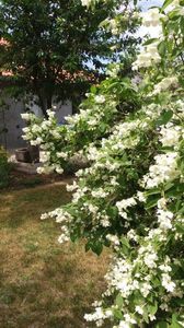 Philadelphus coronarius